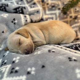 Apollo - Cream male Dachshund puppy in Queen Creek, Arizona from Western Weens