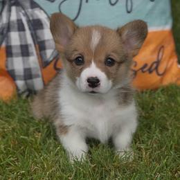 Reba - Sable female Pembroke Welsh Corgi puppy in Battle Ground, Washington from Westbrooke Kennels