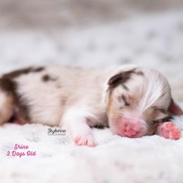 Shine - Red merle female Australian Shepherd puppy in Woodford, Virginia from Skyborne Australian Shepherds