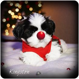 Shih Tzu Puppies from Devil Dogs Shih Tzu's