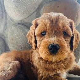 Snoop Dog - Red Australian Labradoodle puppy in Washington from Primrose Australian Labradoodles