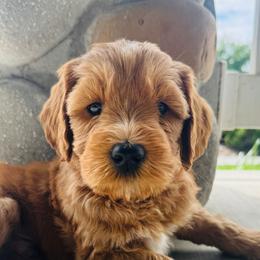 Snoop Dog - Red Australian Labradoodle puppy in Washington from Primrose Australian Labradoodles