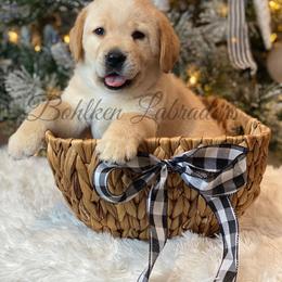 Labrador Retriever Puppies from Bohlken Labradors