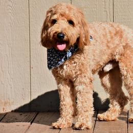 Goldendoodle All Grown Up from Blessed Day Doodles