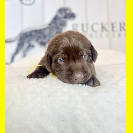 Yellow Collar Chocolate Female - Chocolate female Labrador Retriever puppy in Gainesville, Georgia from Rucker Retrievers