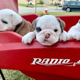 Bulldog Puppies from Simpkins' Southern Bulldogs