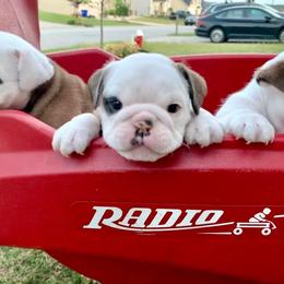 Bulldog Puppies from Simpkins' Southern Bulldogs