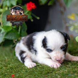 Duke - Blue merle male Miniature American Shepherd puppy in Granbury, Texas from Best Little Aussies