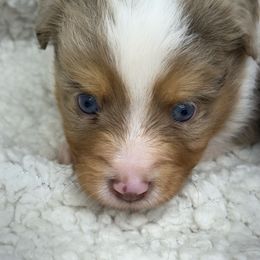 River - Red merle male Toy Australian Shepherd puppy in Arrington, Tennessee from Tumblin T Aussies and Aussiedoodles