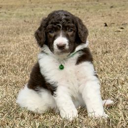 Mr. Green Collar - Parti male Poodle puppy in Screven, Georgia from Dreamland Standard Poodles
