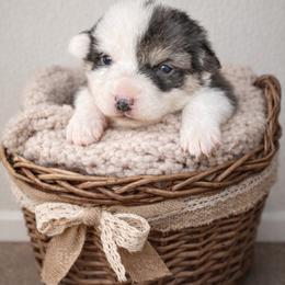 Trixie - White and black female Pembroke Welsh Corgi puppy in Wyoming from Maria's Pembroke Welsh Corgis