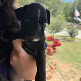Yellow female - Brindle female Boxer puppy in Mooresboro, North Carolina from Echo Hollow Boxers