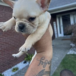 Sunflower - Cream female French Bulldog puppy in Sellersburg, Indiana from Top Notch Frenchies