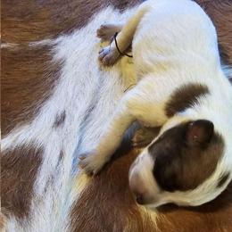 Sedona - Australian Cattle Dog puppy from KS Cattle Dogs