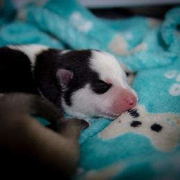 Siberian Husky Puppies from Ivie Huskies