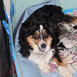 Australian Shepherd and Miniature Australian Shepherd Puppies from Holly Spring Farm Australian Shepherds