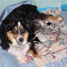 Australian Shepherd and Miniature Australian Shepherd Puppies from Holly Spring Farm Australian Shepherds