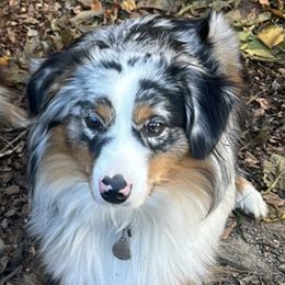 Miniature Australian Shepherds from Snick and Lick Adventure Dogs
