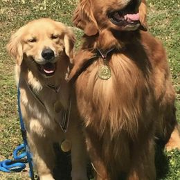 Golden Retrievers from Shadowlands
