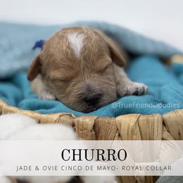 CHURRO  (Royal Blue Collar) - Apricot male Goldendoodle puppy in Watertown, New York from True Friend Doodles