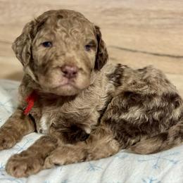 Red - Merle male Goldendoodle puppy in Hesperia, Michigan from Red Acres Poodles & Doodles