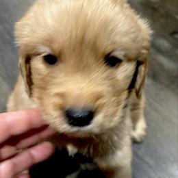 Comet - Dark golden male Golden Retriever puppy in Seville, Ohio from Retriever Ranch