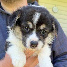 Red - Black and tan female Pembroke Welsh Corgi puppy in Cumming, Georgia from Cottage Hill Corgis