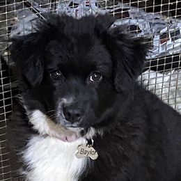 Baylor - Miniature American Shepherd