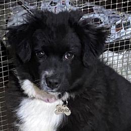 Baylor - Miniature American Shepherd