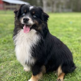Australian Shepherds, Miniature American Shepherds, Miniature Australian Shepherds, and Toy Australian Shepherds from JKKJ Farms