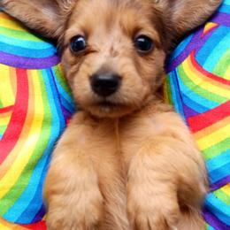 Dora - Dapple female Dachshund puppy in Birmingham, Alabama from Mini Doxies Love
