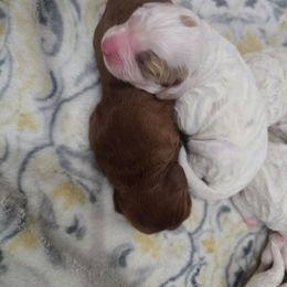 Snowflake - White female Cavapoo puppy in Knoxville, Tennessee from Shannan's Cavapoos