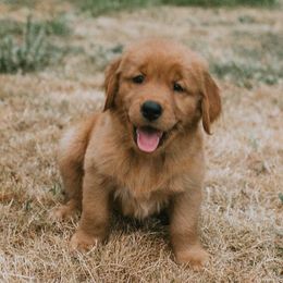 Golden Retrievers from Columbia River Goldens