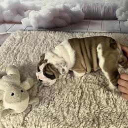 Bulldog Puppies from Sweet Rolls
