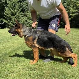 German Shepherd Puppies from Haus of Beautiful Chaos German Shepherds