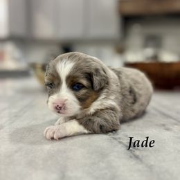 Jade - Blue merle female Toy Australian Shepherd puppy in Russellville, Arkansas from Rockin H Aussies