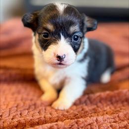Misty - Black and tan female Pembroke Welsh Corgi puppy in Chubbuck, Idaho from Sunny J Corgis and Mini Americans