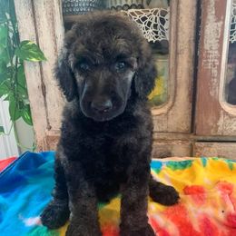 Poodles from Red Tree Farm Standard Poodles