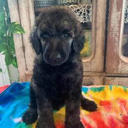 Poodles from Red Tree Farm Standard Poodles
