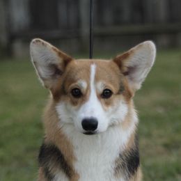 Cherry - Pembroke Welsh Corgi