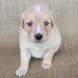Waffles Golden Australian Retriever - Yellow male Australian Shepherd puppy in Limestone, Tennessee from Pilot Hill Teddy Bear Puppies