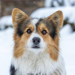 Pembroke Welsh Corgis from Pyne Corgis
