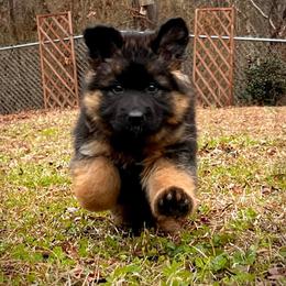 German Shepherd Puppies from Tabor Springs GSD