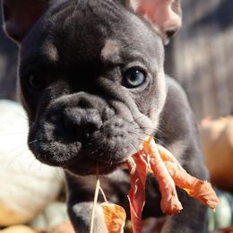 Jack-O - Tricolors male French Bulldog puppy in Twin Falls, Idaho from Whispering White Pines Labradors