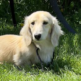 Midas - Dachshund