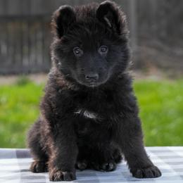 Brown Collar - Black male German Shepherd puppy in Plumas Lake, California from Zwinger Vom Greifjäger