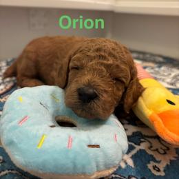 Orion - Red  male Poodle puppy in Union Grove, Alabama from Beltane Bonnies