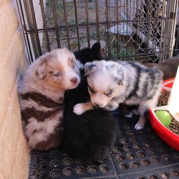 Gremlin - Red merle male Australian Shepherd puppy in Sonoita, Arizona from Gardner Canyon Kennels