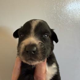 Obsidian - Black & white male Australian Shepherd puppy in Ellensburg, Washington from Creekside Aussies