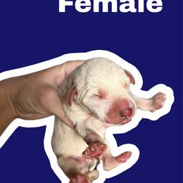 Sapphire - White and black female Dalmatian puppy in Bremen, Georgia from Clark’s Dalmatians